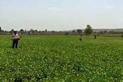 Madhya Pradesh Fights Biggest Attack By Crop-Eating Locusts In 27 Years Madhya Pradesh Fights Biggest Attack By Crop-Eating Locusts In 27 Years