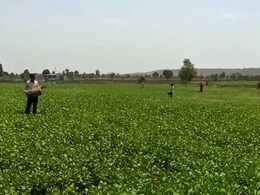 टिड्डी दल के हमले से दहशत में किसान, कुछ रिहायशी इलाकों में भी बढ़ाई परेशानी, 10 खास बातें टिड्डी दल के हमले से दहशत में किसान, कुछ रिहायशी इलाकों में भी बढ़ाई परेशानी, 10 खास बातें