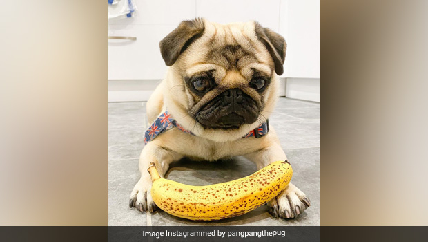Watch: Adorable Pug Loves Eating Fruits & Veggies More Than Dog Food