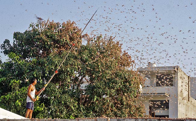India Slams Pakistan For Refusing To Join Meeting To Discuss Locust Problem