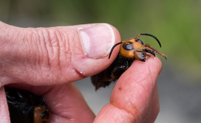 Discovery Of Asian Giant "Murder Hornet" In US Poses Danger To Humans