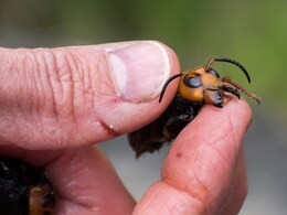 "Landmark Victory": Invasive "Murder Hornets" Eradicated In US, Officials Say