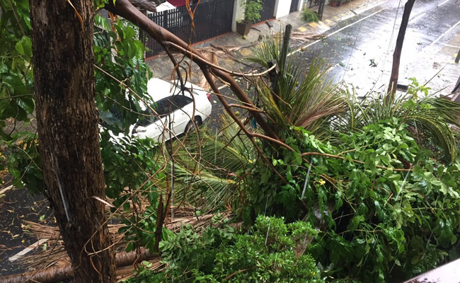 In A Week Of Heavy Rain In Bengaluru, 1 Dead, Trees Uprooted, Power Cuts