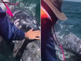 Tourist Pets Curious Baby Whale In Incredible Video Tourist Pets Curious Baby Whale In Incredible Video