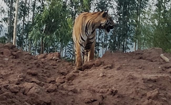 On Camera, Tiger Takes A Stroll Near A Mine In Telangana