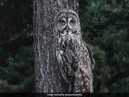 पेड़ के शाखा पर बैठे इस उल्लू की तस्वीर सोशल मीडिया पर हो रही है VIRAL, जानें किसने की है क्लिक पेड़ के शाखा पर बैठे इस उल्लू की तस्वीर सोशल मीडिया पर हो रही है VIRAL, जानें किसने की है क्लिक