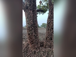 टिड्डियों के हमले को लेकर दिल्ली सरकार सतर्क, जारी की एडवाइजरी, अधिकारियों को निर्देश टिड्डियों के हमले को लेकर दिल्ली सरकार सतर्क, जारी की एडवाइजरी, अधिकारियों को निर्देश