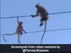 अपने बच्चे की जान बचाने के लिए बिजली की तार पर कूद गई बंदरिया और फिर.... देखें वीडियो