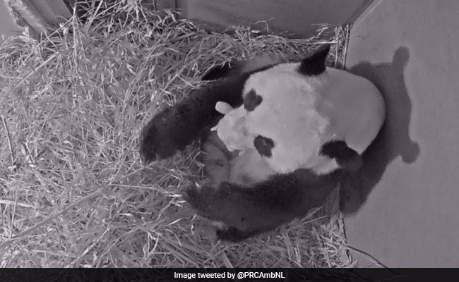 First Giant Panda Born In Netherlands
