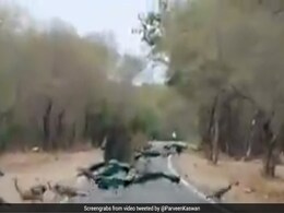 लॉकडाउन में सड़क पर आ गए ढेरों मोर, कर दिया ट्रैफिक जाम, फिर पंख उठाकर किया डांस - देखें Video लॉकडाउन में सड़क पर आ गए ढेरों मोर, कर दिया ट्रैफिक जाम, फिर पंख उठाकर किया डांस - देखें Video