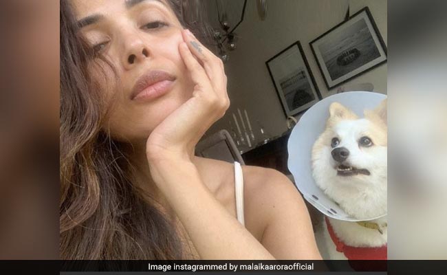 Malaika Arora Posts Her Lockdown Conversation With Pet Dog Casper. LOL
