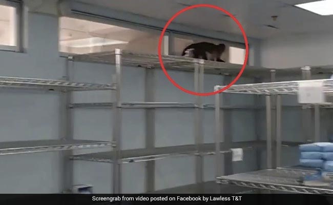Hospital Denies Finding Snake In Operating Room. Only A Monkey, They Say