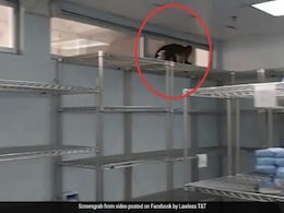 Hospital Denies Finding Snake In Operating Room. Only A Monkey, They Say Hospital Denies Finding Snake In Operating Room. Only A Monkey, They Say