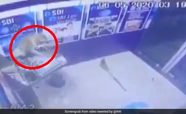 Caught On Camera: Monkey Breaks Into ATM In Delhi, Trashes It
