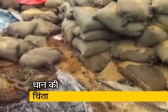 धान को बचाने में जुटी छत्तीसगढ़ सरकार धान को बचाने में जुटी छत्तीसगढ़ सरकार