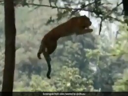 नासिक शहर में घुसा तेंदुआ, दो लोगों पर किया हमला नासिक शहर में घुसा तेंदुआ, दो लोगों पर किया हमला