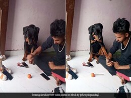 लॉकडाउन में कुत्ते के साथ खेल रहा था शख्स, चीटिंग की तो कुत्ते ने किया कुछ ऐसा, देखें TikTok Viral Video लॉकडाउन में कुत्ते के साथ खेल रहा था शख्स, चीटिंग की तो कुत्ते ने किया कुछ ऐसा, देखें TikTok Viral Video