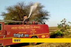 टिड्डी दल के हमले की आफत टिड्डी दल के हमले की आफत