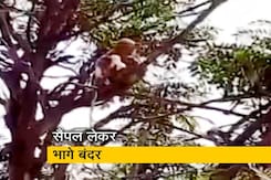 मेरठ : लैब टेक्निशियन के हाथों से टेस्ट के सैंपल लेकर भागा बंदर मेरठ : लैब टेक्निशियन के हाथों से टेस्ट के सैंपल लेकर भागा बंदर