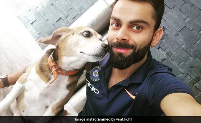 A Farewell To Bruno, Virat Kohli's Best Friend. 6 Times He Delighted Instagram