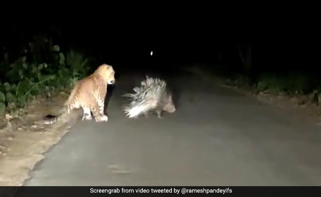 Watch Who Came Out On Top In This Leopard vs Porcupine Video