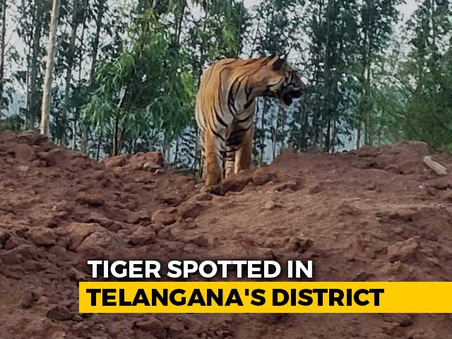 On Camera, Tiger Takes A Stroll Near A Mine In Telangana