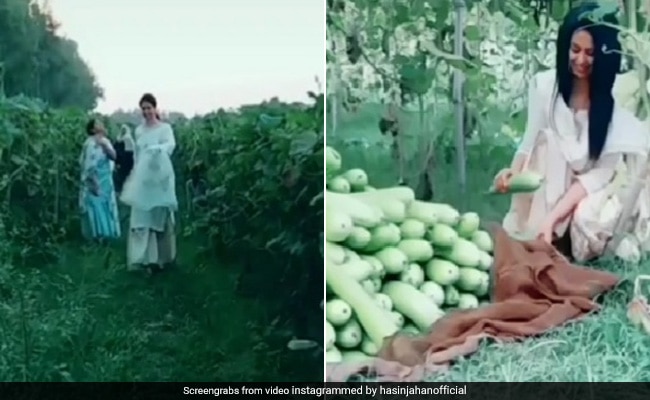 Mohammed Shami wife hasin jahan Share video from farm fans angry watch video Mohammed Shami wife hasin jahan Share video from farm fans angry watch video