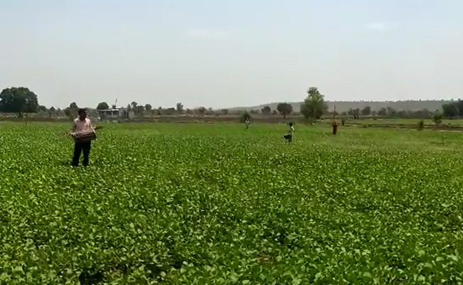 Watch: Madhya Pradesh Fights Biggest Attack By Crop-Eating Locusts In 27 Years