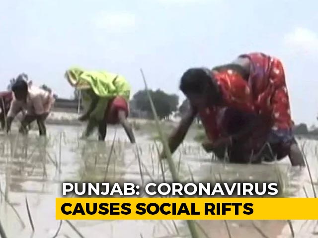 Migrants Gone, Farm Owners And Local Workers Fight Over Wages In Punjab