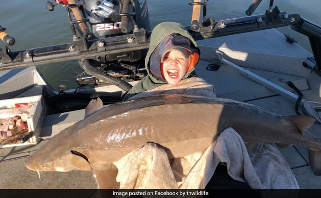 9-Year-Old Boy Reels In "Monster" Fish Nearly As Big As Himself