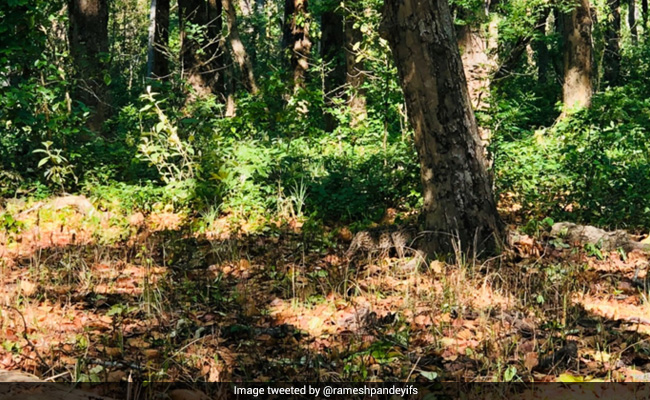 How Quickly Can You Spot The Fishing Cat Camouflaged In This Pic?