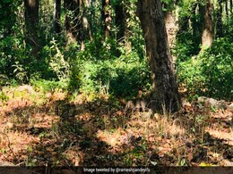 क्या आप इस तस्वीर में ढूंढ सकते हैं बिल्ली? गौर से देखने पर सामने आएगी नजर क्या आप इस तस्वीर में ढूंढ सकते हैं बिल्ली? गौर से देखने पर सामने आएगी नजर