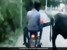चलती गाड़ी में मस्ती-मस्ती में मारी भैंस को लात, ऐसे पड़ी 'ऊपर वाले की लाठी' - देखें Viral Video चलती गाड़ी में मस्ती-मस्ती में मारी भैंस को लात, ऐसे पड़ी 'ऊपर वाले की लाठी' - देखें Viral Video