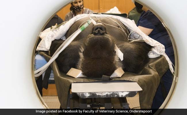 Gorilla Weighing 210 Kg Airlifted From Zoo For CT Scan