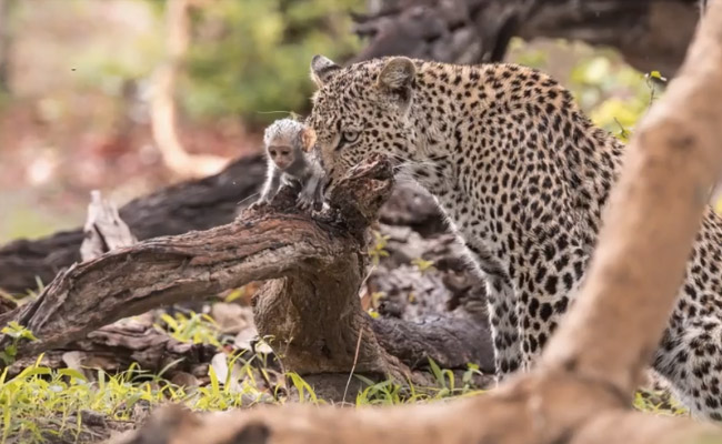 Leopard Uses Captured Baby Monkey As Bait