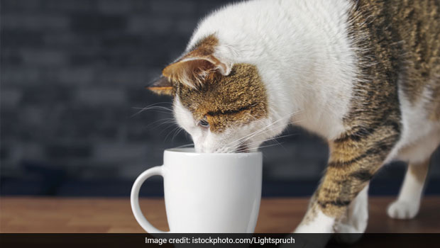 This Viral Video Of Cat Trying To 'Bury' Coffee Will Leave You In Splits