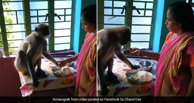 Video Of Woman Feeding Dal Rice To Langur Goes Viral On Social Media