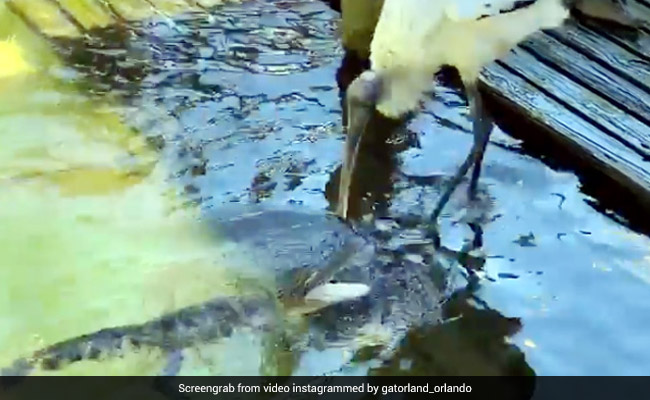 मगरमच्छ ने हवा में उछलकर किया Attack, तो पक्षी ने ऐसे किया पलटवार... देखें फाइट का पूरा Video