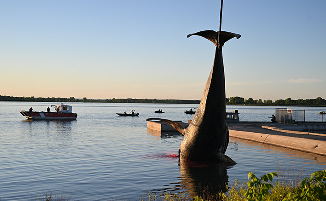 Wayward Whale That Swam 400 Km Upriver To Montreal Found Dead