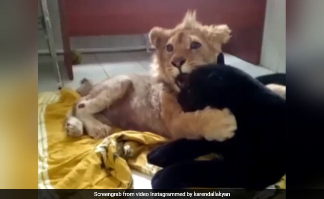 Lion Cub Learns To Walk Again After Its Legs Were Broken To Prevent Escape