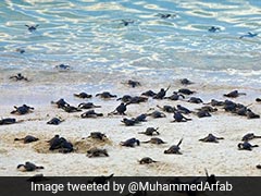 Thousands Of Olive Ridley Turtles Eggs Washed Away Due to Asani's Impact