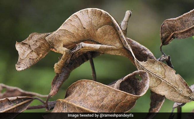 Spot The Lizard In This Pic. Its Perfect Camouflage Has Twitter Amazed