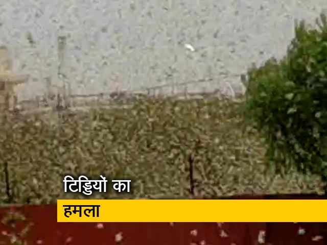 दिल्ली पहुंचा टिड्डियों का दल