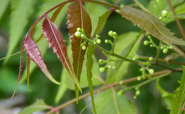 Immunity Booster Plants: इम्यून सिस्टम को मजबूत करती हैं इन 4 पौधों की पत्तियां, जानें कैसे करते हैं इनका सेवन!
