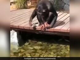 नदी किनारे मछलियों के साथ मस्ती करता दिखा चिंपांजी, फिर ऐसे खिलाया खाना... देखें Viral Video नदी किनारे मछलियों के साथ मस्ती करता दिखा चिंपांजी, फिर ऐसे खिलाया खाना... देखें Viral Video
