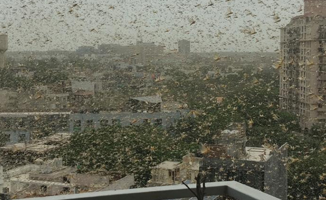 In Pics: Gurugram Sky Turns Dark As Crop-Destroying Desert Locusts Enter
