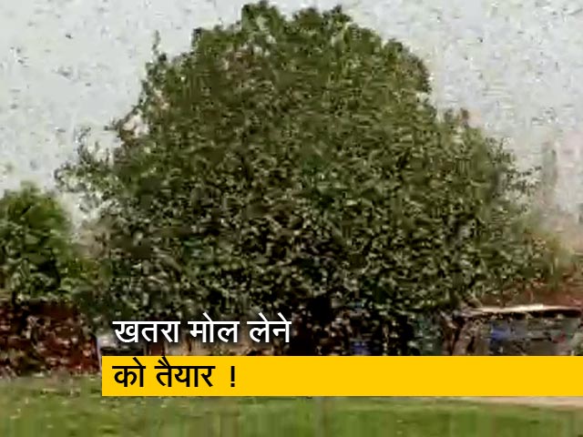 सिटी एक्सप्रेस : दिल्ली-एनसीआर में टिड्डियों का हमला