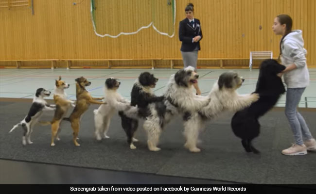 8 Dogs Come Together To Set A World Record For Conga. Watch Viral Video