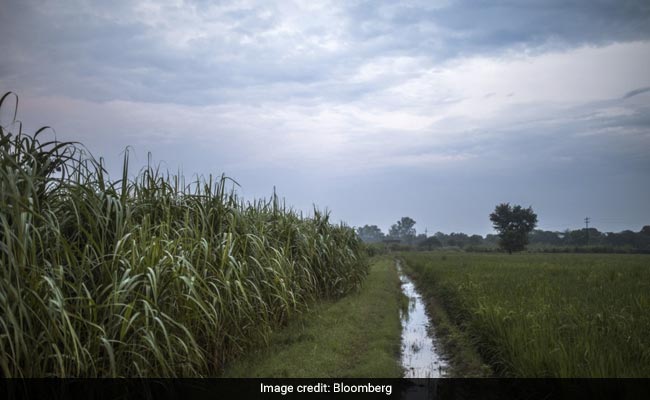 Normal Monsoon, Prospect Of Bumper Crop May Lessen Virus Hit On Economy