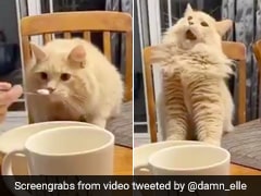 Cat Tastes Ice Cream For The First Time, See Viral Video Cat Tastes Ice Cream For The First Time, See Viral Video
